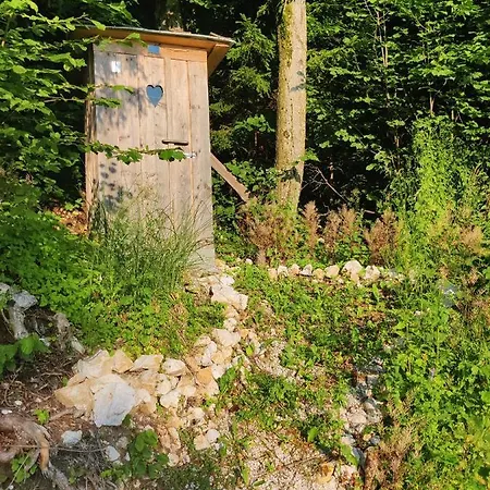 Zen Among The Trees *