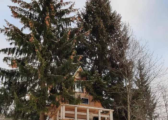 Zen Among The Trees *