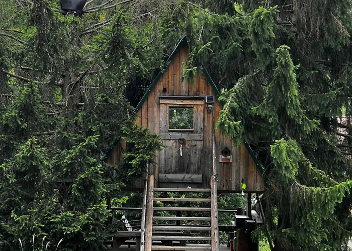 Zen Among The Trees *